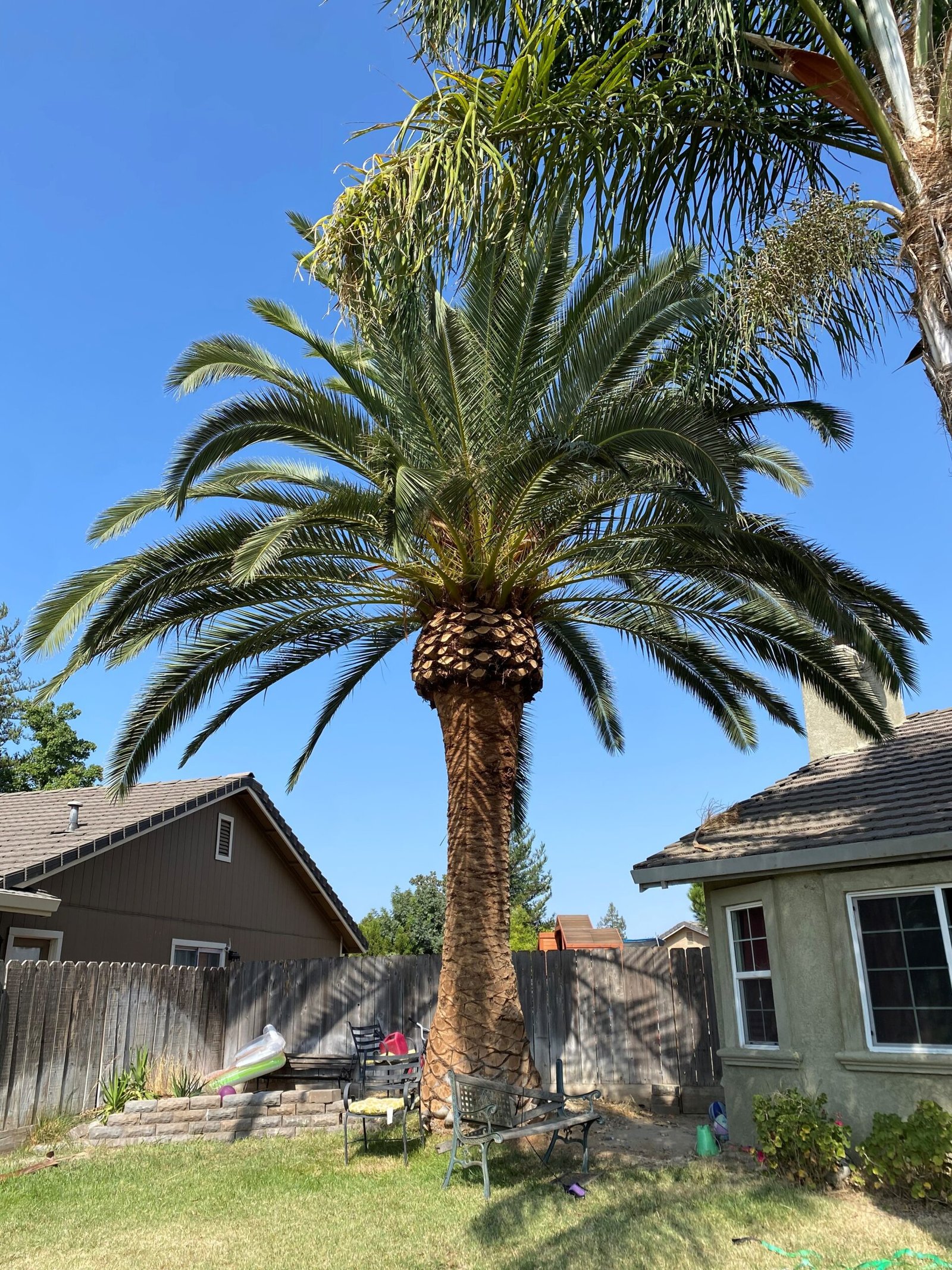 palm tree